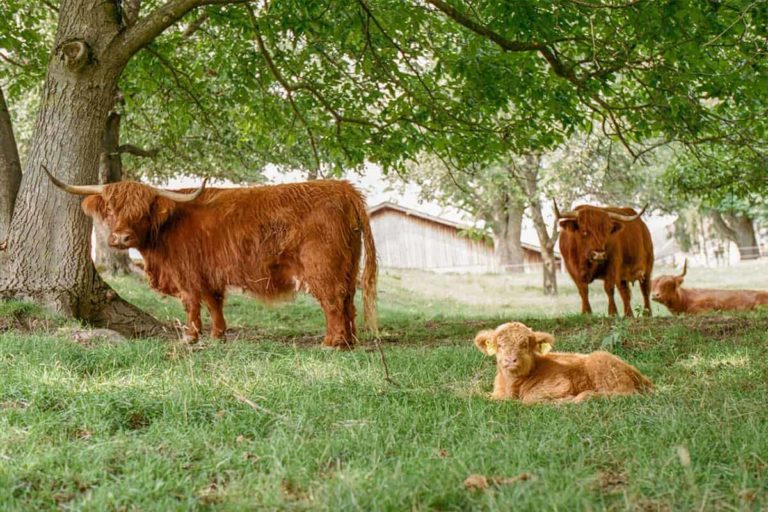 gutleder daniel 2 768x512