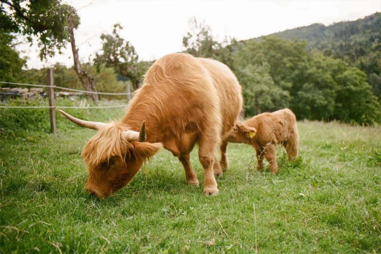 gutleder daniel 3 768x512