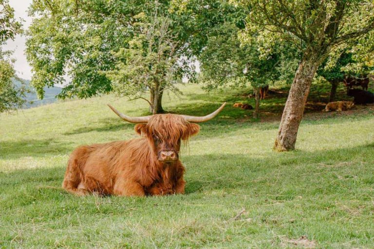 gutleder daniel 4 768x512