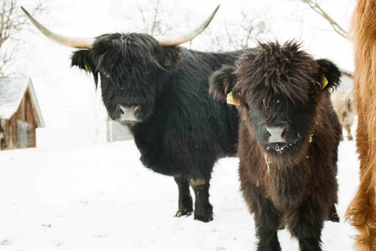 gutleder daniel 5 768x512