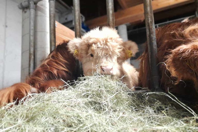 blamauer clemens 03 768x512