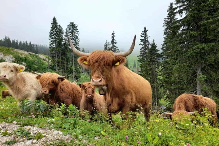 blamauer clemens 04 768x512