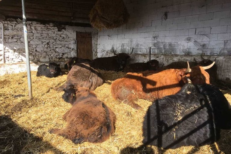 rappitsch ferdinand 2 768x512