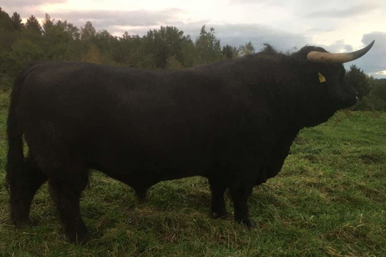 rappitsch ferdinand 3 768x512