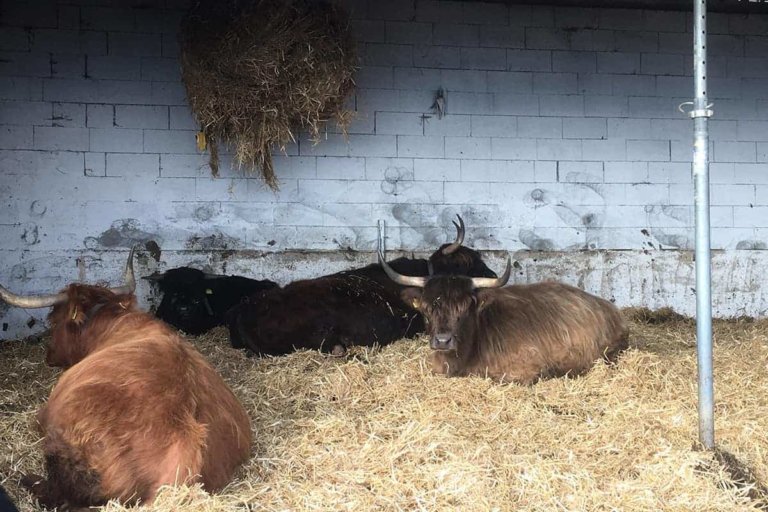 rappitsch ferdinand 5 768x512