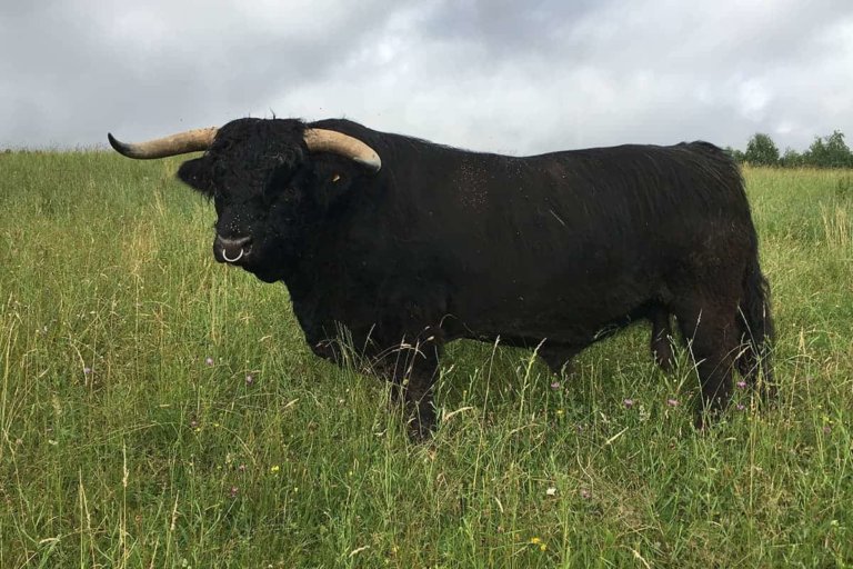 rappitsch ferdinand 6 768x512