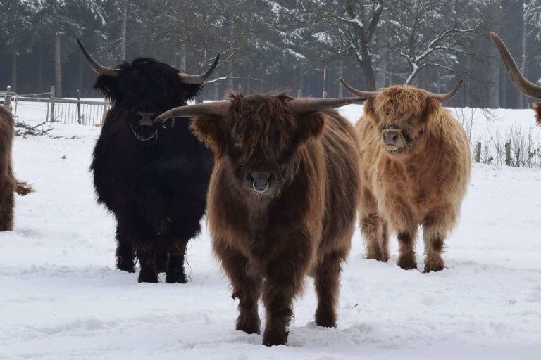 wiesinger guenther 6 768x512