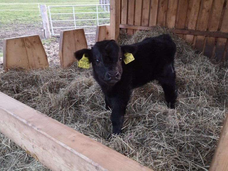 schoepps florian 02 768x576