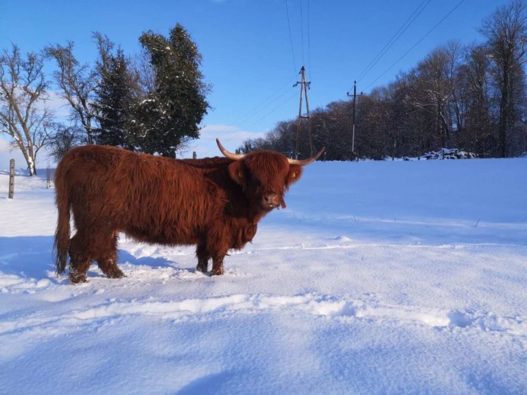 schoepps florian 05 768x576